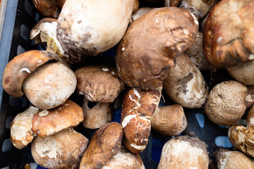 Close up picture of forest mushroom boletus