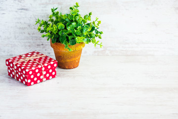 Red dotted gift box and a green flower in a rustic ceramic pot. White wooden background, copy space.