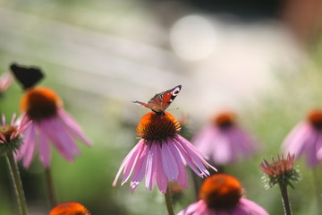 бабочки павлиний глаз на цветах ромашки 