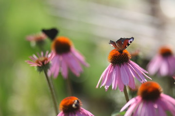 бабочки павлиний глаз на цветах ромашки 