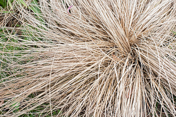 Background from the plant Carex comans