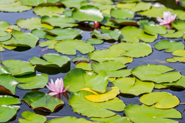 Beautiful light rose water lily or lotus