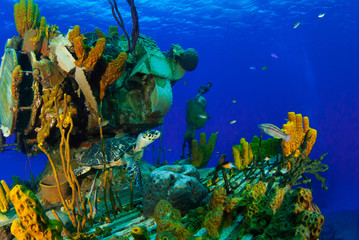 A hawksbill turtle can be seen swimming around an underwater shipwreck in Little Cayman. The vessel...