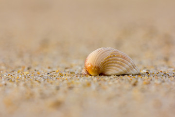 Single sea shell on the beach. Close up shot early in the morning.