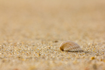 Single sea shell on the beach. Close up shot early in the morning.