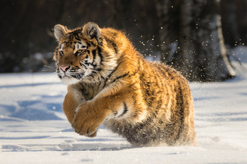 Fototapeta na wymiar Siberian Tiger running in snow. Beautiful, dynamic and powerful photo of this majestic animal. Set in environment typical for this amazing animal. Birches and meadows.