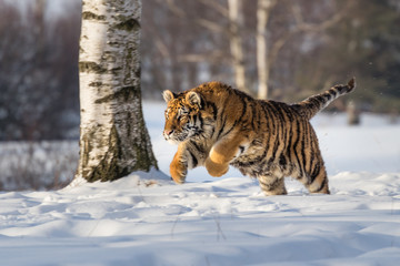 Fototapeta na wymiar Siberian Tiger running in snow. Beautiful, dynamic and powerful photo of this majestic animal. Set in environment typical for this amazing animal. Birches and meadows.