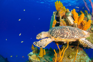 Fototapeta na wymiar A hawksbill turtle can be seen swimming around an underwater shipwreck in Little Cayman. The vessel is called the captain Keith Tibbetts and was a Russian destroyer based in Cuba before being sunk