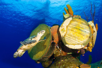 A hawksbill turtle can be seen swimming around an underwater shipwreck in Little Cayman. The vessel...