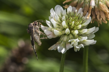 Ackerwinden-Trauereule (Tyta luctuosa)