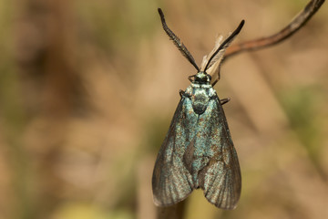 Ampfer-Grünwidderchen (Adscita statices)