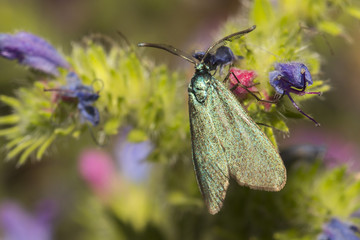 Ampfer-Grünwidderchen (Adscita statices)
