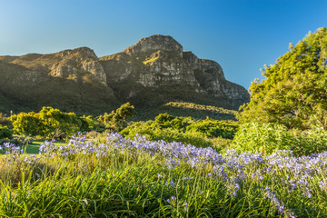 Kirstenbosch Garden in Cape Town South Africa