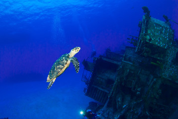 A hawksbill turtle can be seen swimming around an underwater shipwreck in Little Cayman. The vessel...