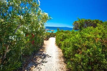 Fototapeta na wymiar Flowers on Spiaggia delle Bombarde beach near Alghero, Sardinia, Italy.