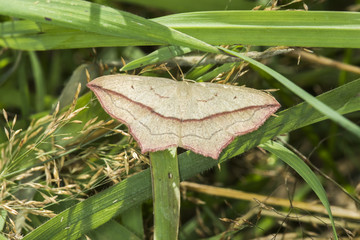 Ampferspanner (Timandra comae)