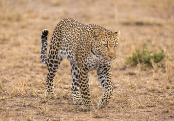 Leopard walking through savannah