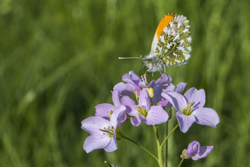 Aurorafalter (Anthocharis cardamines)
