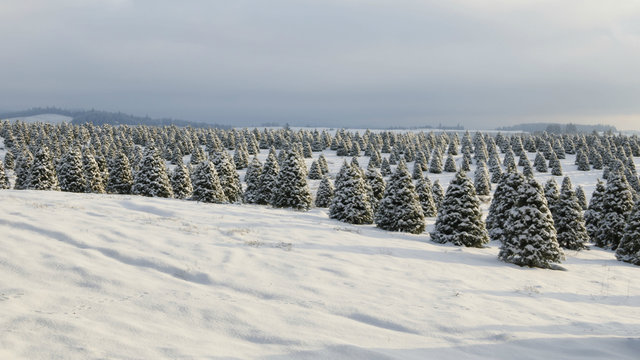 Douglas Fir, Christmas Tree Farm Covered in Snow, a Winter Wonderland, Clouded Sky Above, Daytime - Willamette Valley, Oregon 16:9 format ratio