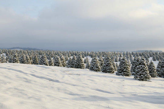 Douglas Fir, Christmas Tree Farm Covered in Snow, a Winter Wonderland, Clouded Sky Above, Daytime - Willamette Valley, Oregon