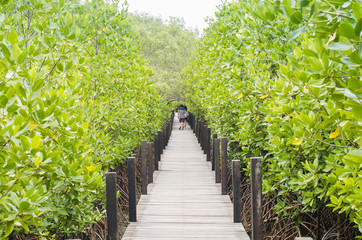 Fototapeta na wymiar Wooden bridge in the Mangrove forest, Thailand, Rayong, Prasae, Tungprongthong