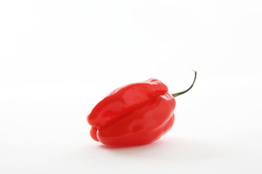 Habenero pepper isolated in white background