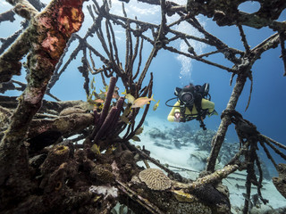Unterwasser - Riff - Wrack - Flugzeugwrack - Taucher - Tauchen - Curacao - Karibik