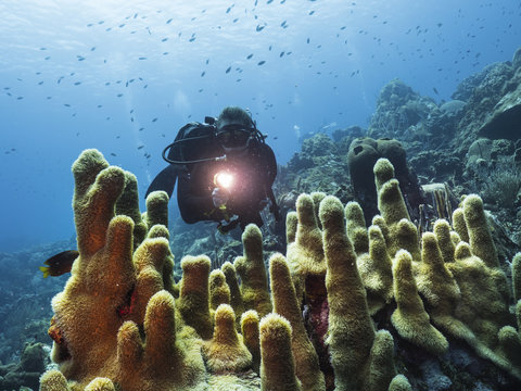 Unterwasser - Riff - Koralle - Taucher - Tauchen - Curacao - Karibik