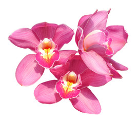 Beautiful  orchid isolate on white  background
