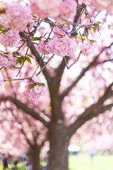 Pink Cherry Blossoms in the Spring