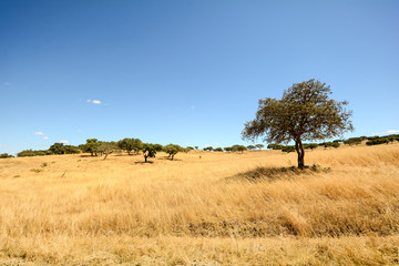 Hilly Alentejo landscape with cork oak trees and yellow fields in late summer near Beja, Portugal Europe