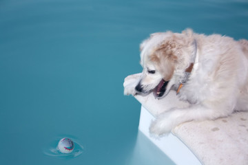 white dog playing with a ball in the pool