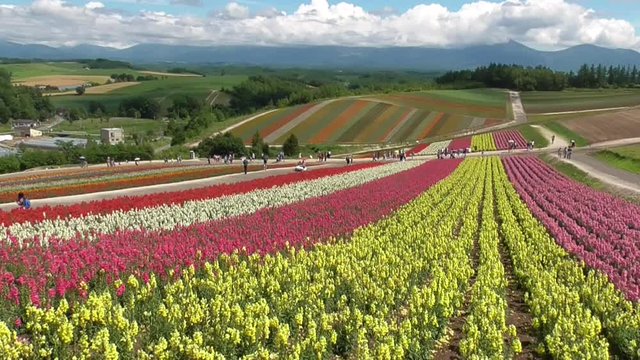 美瑛の花畑と十勝岳連峰