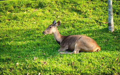 Female deer lie on fresh green grass with nature background.Relaxing deer on garden.