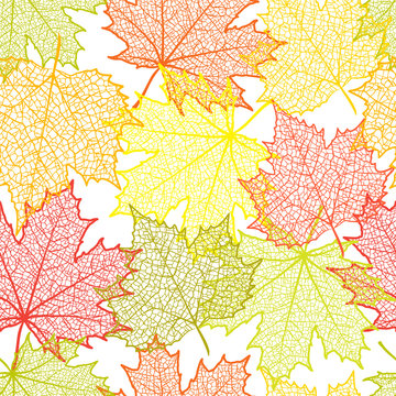 Seamless autumn background and leaves of a maple