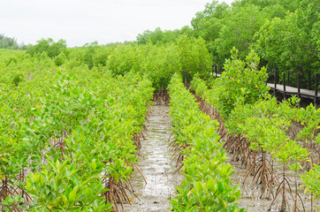 Fototapeta na wymiar Growing mangrove in Thungprongthong forest, Thailand, Rayong, Prasae