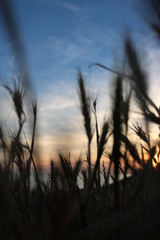 Naklejka premium sunset