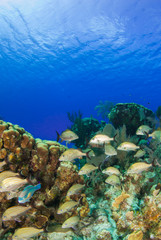 A school of reef fish enjoy the perfect temperature of the tropical Caribbean waters in Grand Cayman. Much life can be found in the complex ecosystem underwater. healthy coral makes a good home