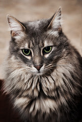 Retrato gato domestico, de pelaje gris, ojos verdes