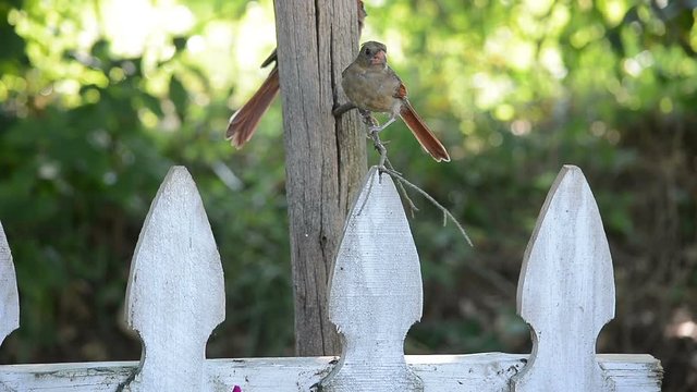 Female cardinals on a tree and fence post