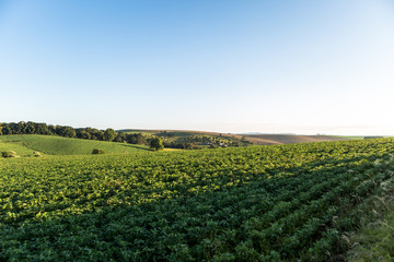 Agricultura - Sul do Brasil