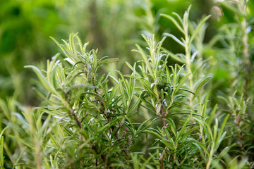 Rosemary Plant