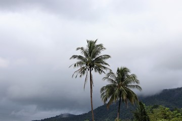 Fototapeta na wymiar Palm tree with mist nature background 