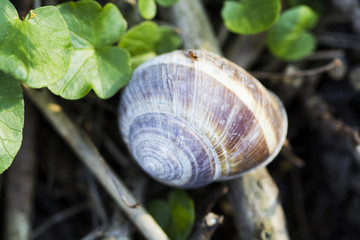Orchard snail (Helix pomatia) - shell with dark background
