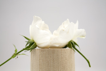 Wooden geometrical pieces with white roses and light grey background
