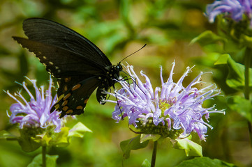 Butterfly on lavender flower