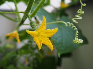 Cucumber flower