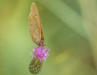 Schmetterling Makroaufnahme