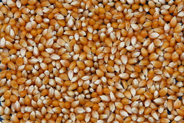 A background of corn kernels filling the frame