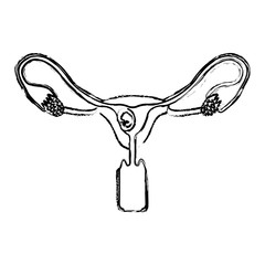 monochrome blurred silhouette of female reproductive system ovaries with fetus human growth a few weeks